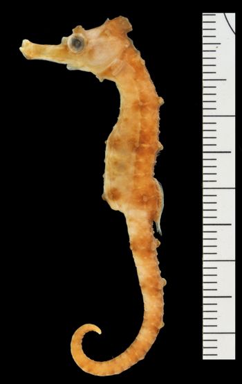 Media type: image;   Ichthyology 59350
